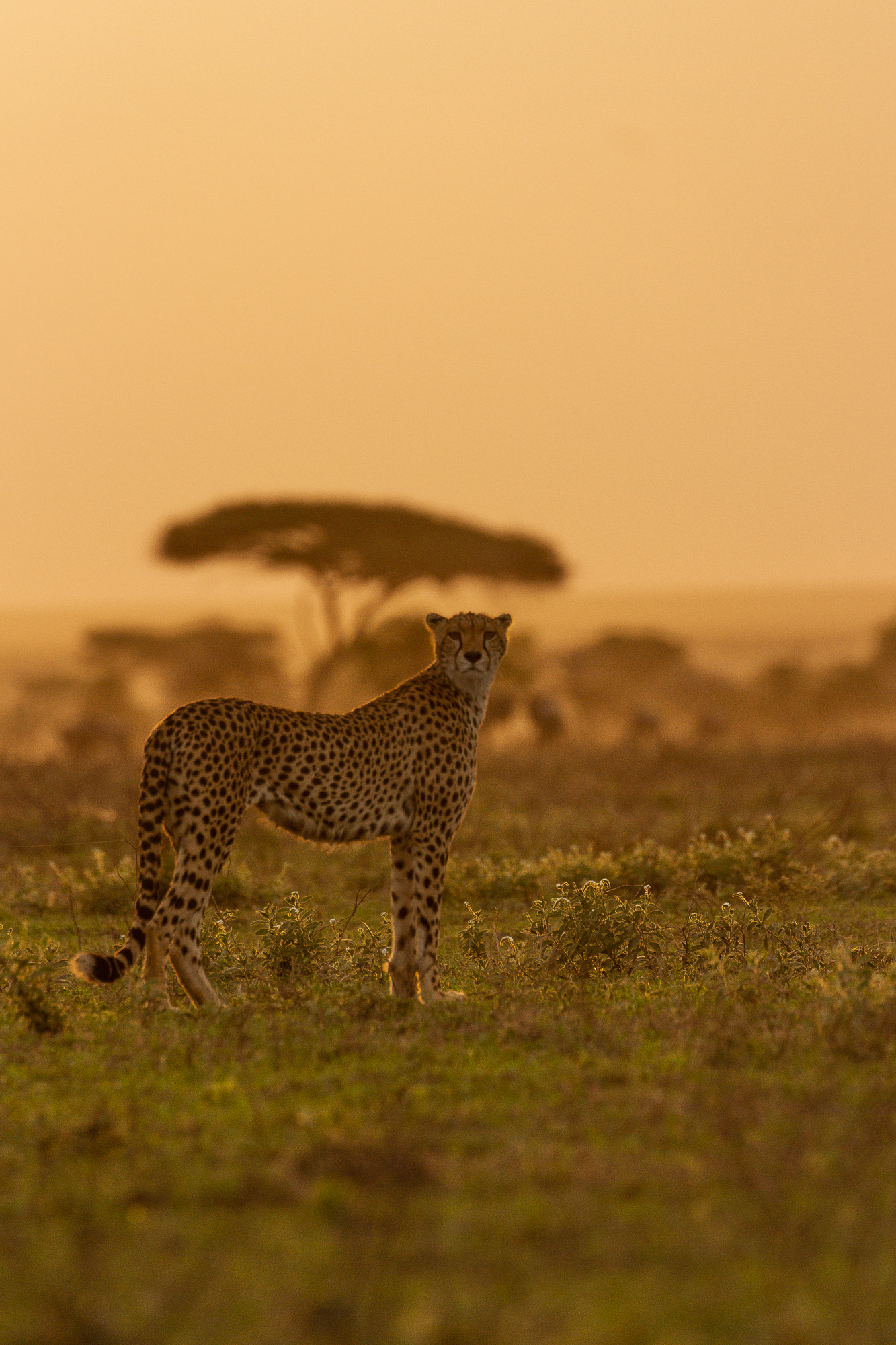 Luxury Safari Lodges